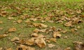 Dry leaves of trees on the green grass in the autumn Park. yellow maple leaves on the lawn. the concept of early autumn