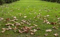 Dry leaves of trees on the green grass in the autumn Park. yellow maple leaves on the lawn