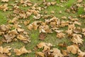 Dry leaves of trees on the green grass in the autumn Park. yellow maple leaves on the lawn