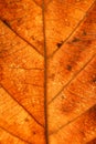 Dry leaves veins texture. Close up on leaf texture. Leaf veins m Royalty Free Stock Photo