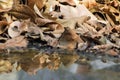 mounds or piles of dry leaf litter above puddles of water