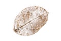 Dry leaves on white textures background.dried pattern outdoor de Royalty Free Stock Photo