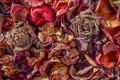 Dry rose petals. Withered autumn flowers Royalty Free Stock Photo
