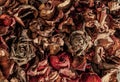 Dry rose petals. Withered autumn flowers Royalty Free Stock Photo