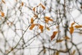 Dry leaves on a winter cloudy backgrounds Royalty Free Stock Photo