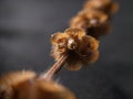 Dry Lemon Basil kemangi Ocimum flower