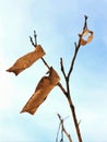 Dry lemon tree leaves on branch.