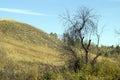 Dry lifeless tree on the background of the hill and green vegetation