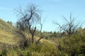 Dry lifeless tree on the background of the hill and green vegetation