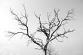 Dry lifeless tree