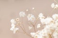 Dry light small white gypsophila flowers macro with beige background Royalty Free Stock Photo