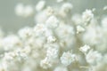 Dry light small white gypsophila flowers macro with bokeh background in cool blue tones