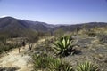 The landscape around Hierva el Agua is characterized by desert plants