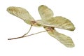 Dry linden seeds on a white isolated background close-up. Yellow leaf pronounced texture Royalty Free Stock Photo