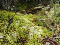 Dry litter, green and humid moss, white and delicate lichens