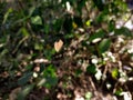 Dry little leaf macro shot. Royalty Free Stock Photo