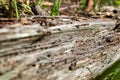 A dry log in the grass, on which large ants crawl. Rotten, old log Royalty Free Stock Photo