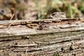 A dry log in the grass, on which large ants crawl. Rotten, old log Royalty Free Stock Photo