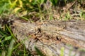 A dry log in the grass, on which large ants crawl. Rotten, old log