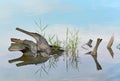 Dry logs float on the water in the river.Ã¢â¬â¹ There is a reflection on the water Royalty Free Stock Photo