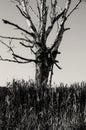 Dry lonely tree against the blue sky. Black and white photography. Royalty Free Stock Photo