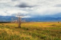 Dry lonely tree in a bright steppe. Mountain field. Steppe on the background of mountains Royalty Free Stock Photo