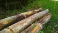 Dry long bamboo