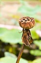 Dry lotus flower Royalty Free Stock Photo