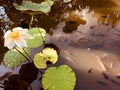 Dry lotus flower leaf waterlily in bali Royalty Free Stock Photo