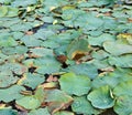 Dry lotus leaf fruit is on water Royalty Free Stock Photo