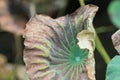 Dry lotus leaf at pool at tthe park Royalty Free Stock Photo