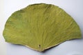 Dry lotus leaf Royalty Free Stock Photo