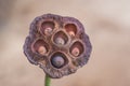 Dry lotus, lotus flower, lotus leaf. Royalty Free Stock Photo