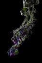 Dry lungwort flower on black Royalty Free Stock Photo