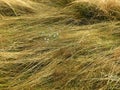 Dry lying beautiful grass with small field flowers