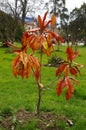 Dry magnolia tree