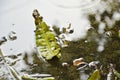 Dry mango leaf dropping on ground and falling rain