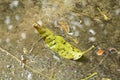 dry mango leaf dropping on ground and falling rain Royalty Free Stock Photo