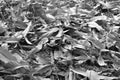 Dry mango leaf falling on ground with monochrome tone Royalty Free Stock Photo