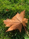 dry maple leaf, autumn leaf, orange leaf on green grass, autumn leaf, seasonal changes, nature Royalty Free Stock Photo