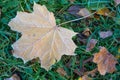 Dry maple leaf covered with frost in the grass. Autumn morning w Royalty Free Stock Photo