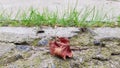 Dry maple leaf on dilapidated concrete block flooring