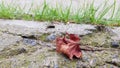 Dry maple leaf on dilapidated concrete block flooring