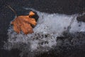 Dry maple leaf in ice on the asphalt Royalty Free Stock Photo