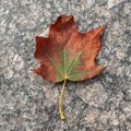 Dry Maple Leaf On Marble Sidewalk Close-up. Royalty Free Stock Photo