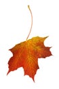 Dry maple leaf of warm autumn shades isolated