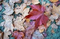 Dry maple leaves in autumn falling to the ground Royalty Free Stock Photo
