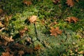 Dry maple leaves fall to the ground. The moss is densely covered throughout. Lonely Use images as background