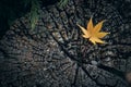 Dry maple leaves fall to the ground. The moss is densely covered throughout. Lonely Use images as background or scene Royalty Free Stock Photo