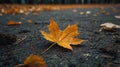 dry maple leaves falling on the ground Royalty Free Stock Photo